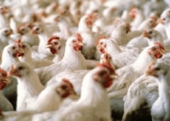 قرارات وزارية بحظر استيراد الطيور الحية وصيد الصفيلح