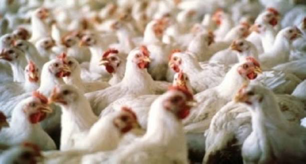 قرارات وزارية بحظر استيراد الطيور الحية وصيد الصفيلح 1 قرارات وزارية بحظر استيراد الطيور الحية وصيد الصفيلح