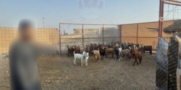 القبض على 4 أشخاص سرقوا أكثر من 60 رأسًا من المواشي في صحم والخابورة