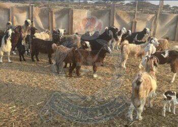 ضبط شخصان لسرقتهما أكثر من 30 رأسًا من الماشية من مزارع وعزب في صحار