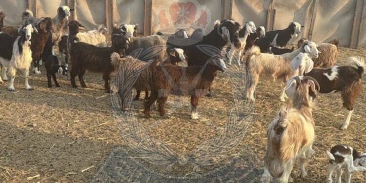 ضبط شخصان لسرقتهما أكثر من 30 رأسًا من الماشية من مزارع وعزب في صحار