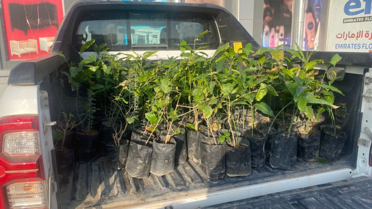 هيئة البيئة بشمال الشرقية تطلق مبادرة “استدامة” لتوزيع الشتلات 7 9ab40c79 f21b 449d 85fb b92ee00a2dbb