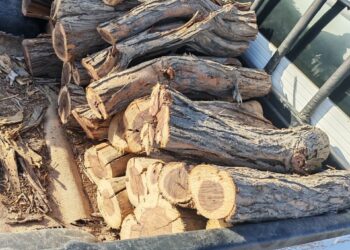 ضبط مخالفين للاحتطاب غير القانوني في المضيبي