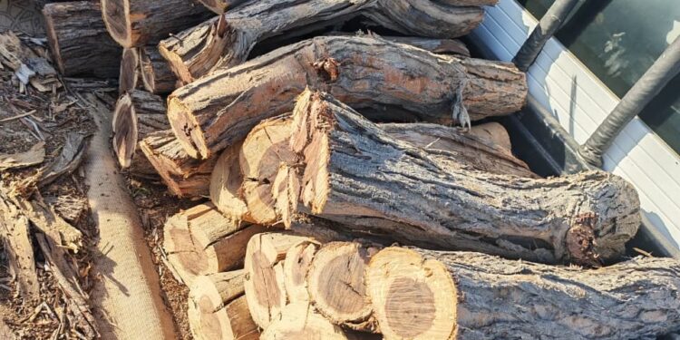 ضبط مخالفين للاحتطاب غير القانوني في المضيبي