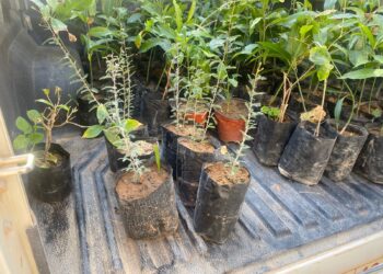 هيئة البيئة بشمال الشرقية تطلق مبادرة “استدامة” لتوزيع الشتلات