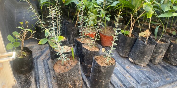 هيئة البيئة بشمال الشرقية تطلق مبادرة “استدامة” لتوزيع الشتلات 1 هيئة البيئة بشمال الشرقية تطلق مبادرة “استدامة” لتوزيع الشتلات