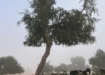 ضبط حالة تعدٍّ على النباتات البرية العُمانية بجنوب الشرقية