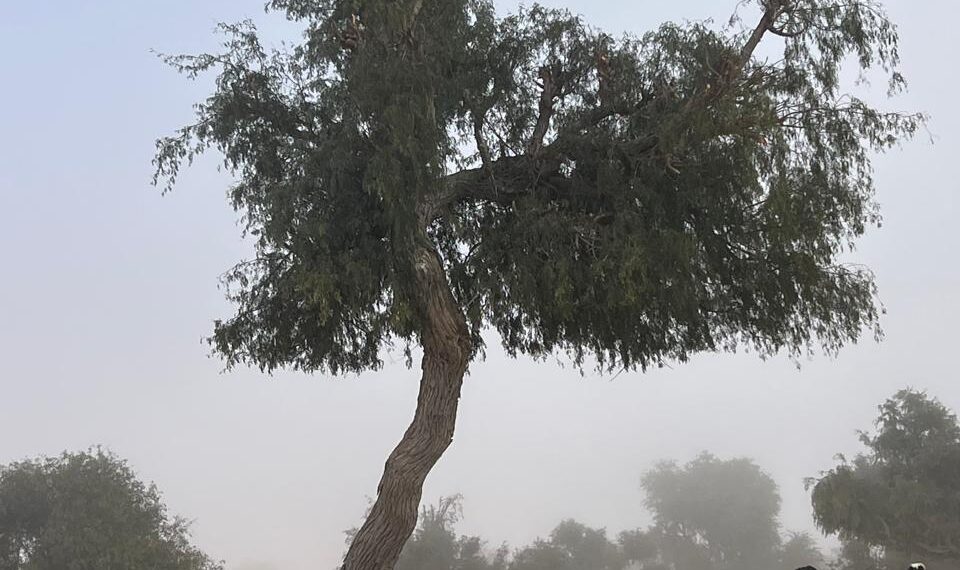 ضبط حالة تعدٍّ على النباتات البرية العُمانية بجنوب الشرقية
