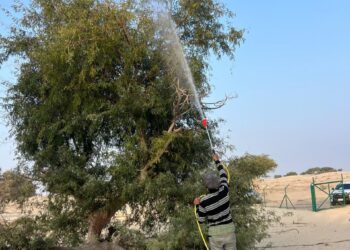 تنفيذ حملة لمكافحة الآفات على 1600 شجرة في مسور جعلان بني بو علي