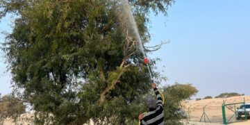 تنفيذ حملة لمكافحة الآفات على 1600 شجرة في مسور جعلان بني بو علي