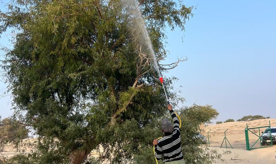 تنفيذ حملة لمكافحة الآفات على 1600 شجرة في مسور جعلان بني بو علي