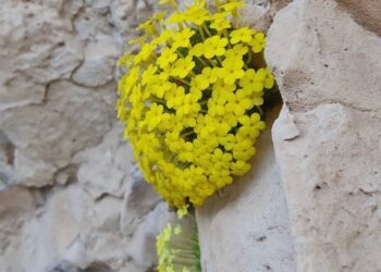 هيئة البيئة بشمال الشرقية تعزز حماية الموارد الطبيعية والحياة الفطرية