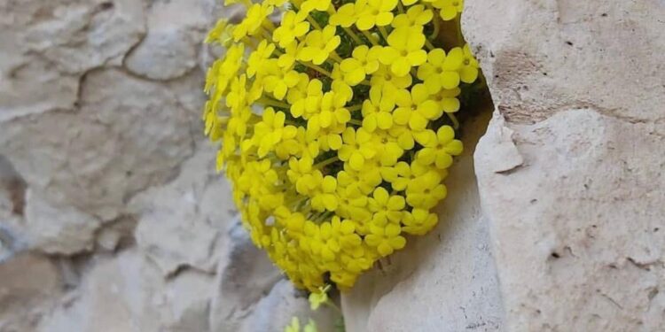 هيئة البيئة بشمال الشرقية تعزز حماية الموارد الطبيعية والحياة الفطرية