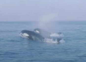 هيئة البيئة تحذر الزوار من الاقتراب من الحيتان البرية في مسقط