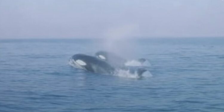 هيئة البيئة تحذر الزوار من الاقتراب من الحيتان البرية في مسقط