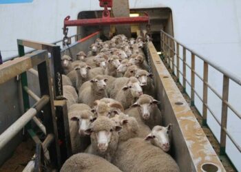 تأمين الأسواق المحلية باللحوم قبل عيد الفطر