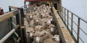 تأمين الأسواق المحلية باللحوم قبل عيد الفطر