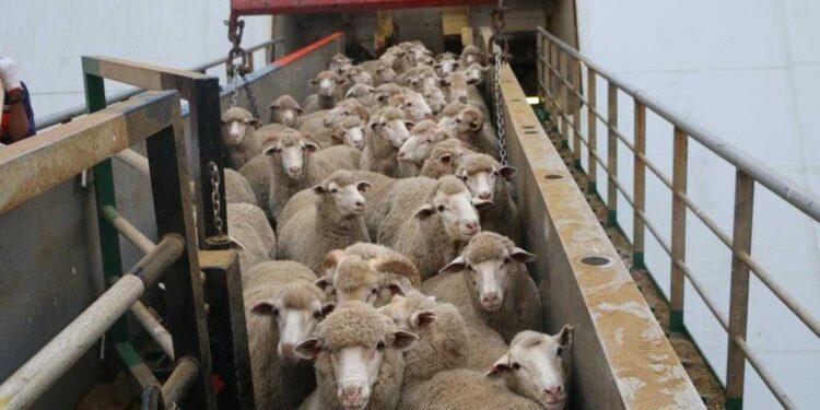 تأمين الأسواق المحلية باللحوم قبل عيد الفطر