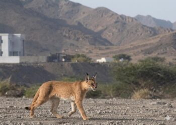 رصد نوعي في قلب المضيبي