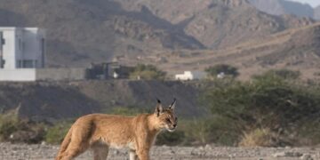 رصد نوعي في قلب المضيبي