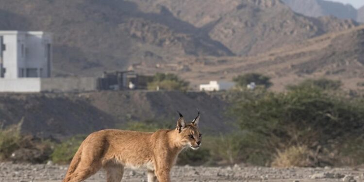 رصد نوعي في قلب المضيبي