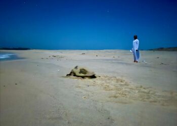 جهود مكثفة ترصد حيوية تعشيش السلاحف البحرية في جزيرة مصيرة وتؤكد نجاح برامج الحماية