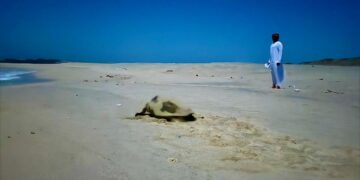 جهود مكثفة ترصد حيوية تعشيش السلاحف البحرية في جزيرة مصيرة وتؤكد نجاح برامج الحماية