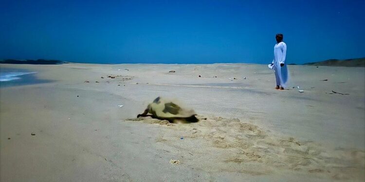 جهود مكثفة ترصد حيوية تعشيش السلاحف البحرية في جزيرة مصيرة وتؤكد نجاح برامج الحماية