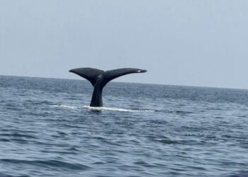 رصد حيتان حدباء نشطة شمال شرق مصيرة