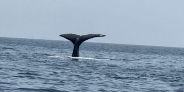 رصد حيتان حدباء نشطة شمال شرق مصيرة