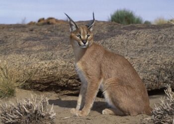 توضيح حول رصد الوشق العربي في ولاية المضيبي