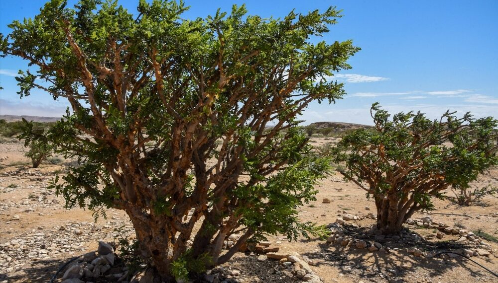 سلطنة عُمان تسجل اللبان العُماني دوليًّا كمؤشر جغرافي في المنظمة العالمية للملكية الفكرية “الويبو”