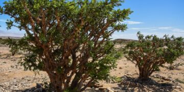 سلطنة عُمان تسجل اللبان العُماني دوليًّا كمؤشر جغرافي في المنظمة العالمية للملكية الفكرية “الويبو”