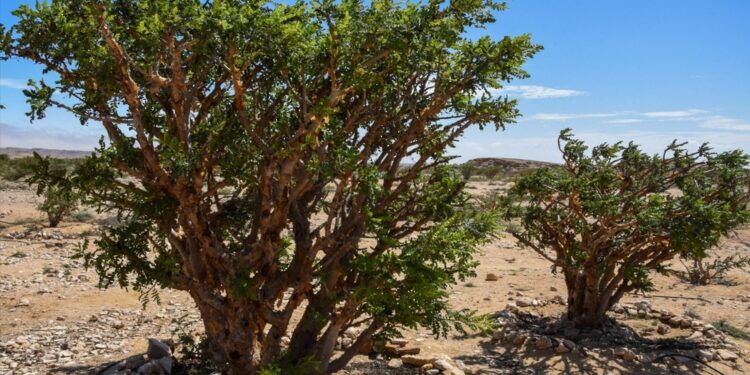 سلطنة عُمان تسجل اللبان العُماني دوليًّا كمؤشر جغرافي في المنظمة العالمية للملكية الفكرية “الويبو”