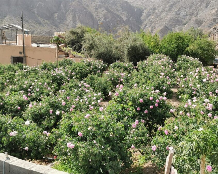 موسم ربيع الورد يعزز الحركة السياحية وينشّط الاقتصاد المحلي بمحافظة الداخلية 7 a37c2a31 df51 4f52 bc57 4abd9f386dd8