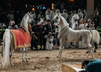 الموج مسقط يستضيف جولة الجياد العربية العالمية
