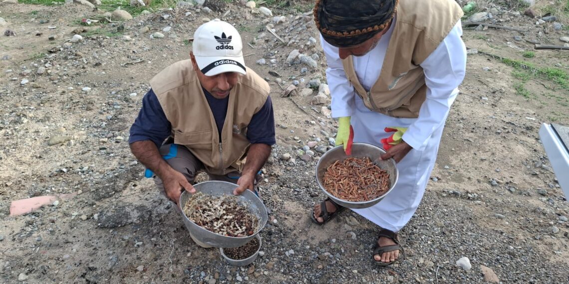 غرس 800 ألف بذرة في قرية مس بشمال الشرقية