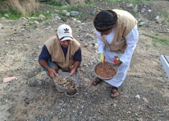 غرس 800 ألف بذرة في قرية مس بشمال الشرقية