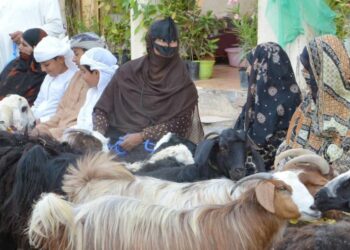 “الثروة الزراعية” تؤكد استقرار أسواق المواشي ووفرة الإمدادات قبل عيد الأضحى